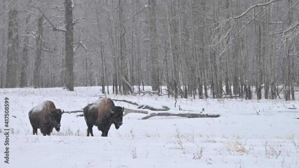 Wood bison (Bison bison athabascae) grazing and roaming in the winter snowfall in the Elk Island National Park, Alberta, Canada
Wood bison (Bison bison athabascae) grazing and roaming in the winter snowfall in the Elk Island National Park, Alberta, Canada