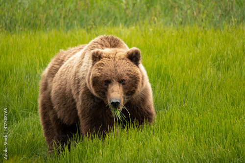Alaska, USA. Grizzly bear eating grass.