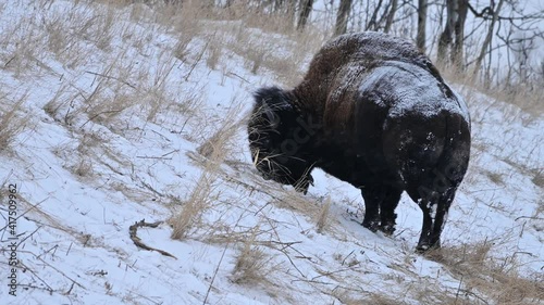 Wood bison (Bison bison athabascae) grazing and roaming in the winter snowfall in the Elk Island National Park, Alberta, Canada
 photo