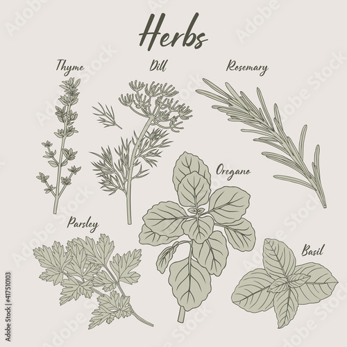 Herbs hand-drawn illustration set parsley basil oregano thyme rosemary dill