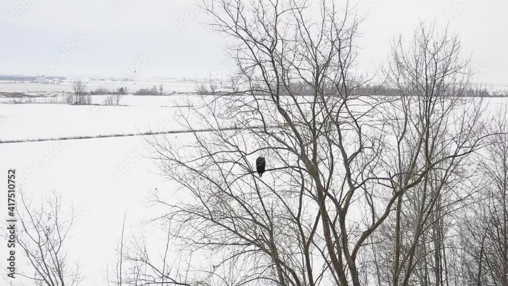 bald eagle takes flight from perch winter aerial slomo
