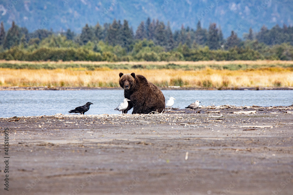 Fototapeta premium Cook Inlet, Alaska, wilderness, bears, low tide, raven, seagulls