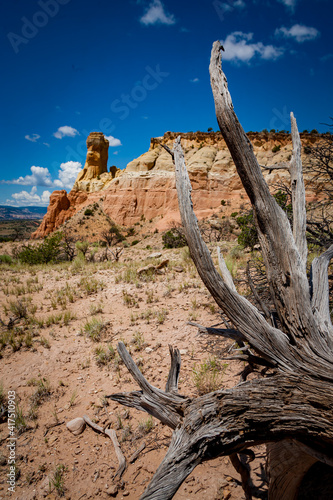Dried wood forms dramatic formations with red rocks in background