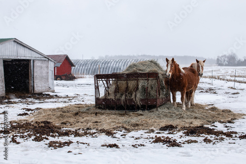A pair of palomino clydesdale horses next to a bale of hay on an iron structure in the middle of a blizzard in the Ontario countryside. Two barns, one red panelling. Shot March 1, 2021.