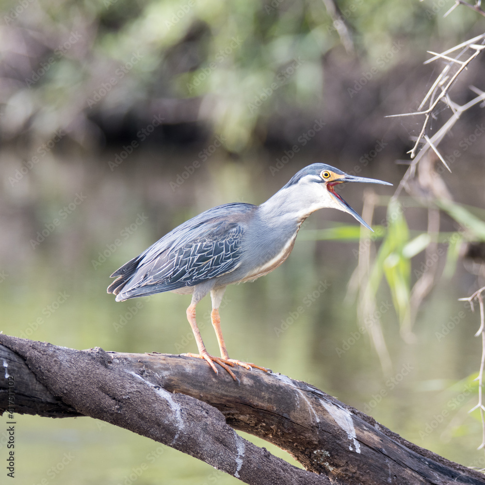 Fototapeta premium Kruger National Park: Green-backed heron