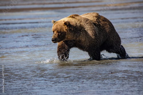 Lake Clark National Park and Preserve, Cook Inlet, Kenai Peninsula, Alaska, brown bear, grizzly bear, coast bear, water play © Danita Delimont