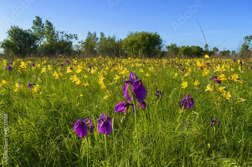 Flowering meadow. Wild irises (Iris ensata) and daylilies (Hemerocallis flava)  blossom. Jewish Autonomous region, far East, Russia.