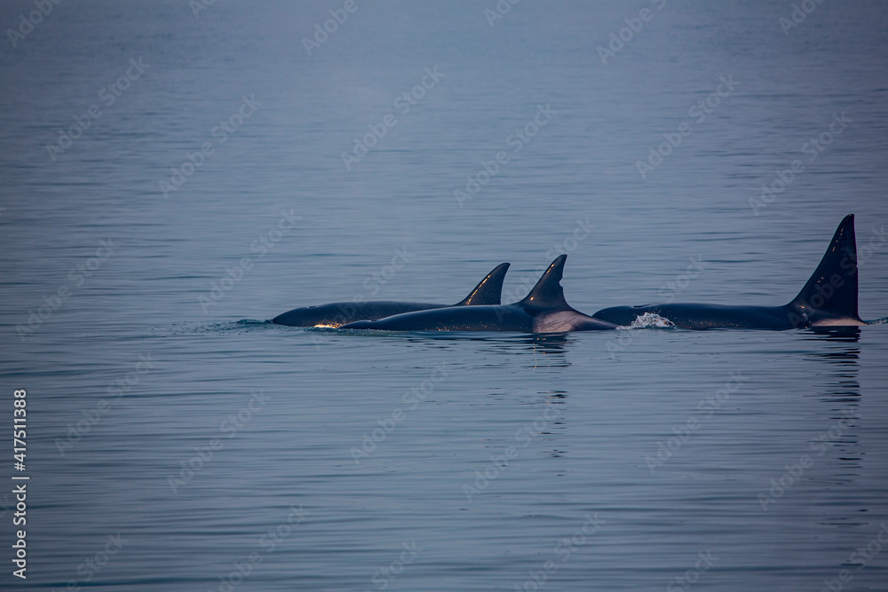 Fototapeta premium Kenai Fjords, Alaska, pod of Orca Killer Whales