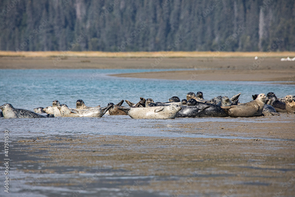 Lake Clark National Park and Preserve, Cook Inlet, Kenai Peninsula, Alaska, pod of seals on the mudflat and in the water Lake Clark National Park and Preserve, Cook Inlet, Kenai Peninsula, Alaska, pod of seals on the mudflat and in the water