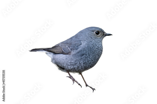 Beautiful close up bird photo with blur background, aves, feather, wing, wildlife, animals