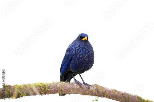 Beautiful close up bird photo with blur background, aves, feather, wing, wildlife, animals