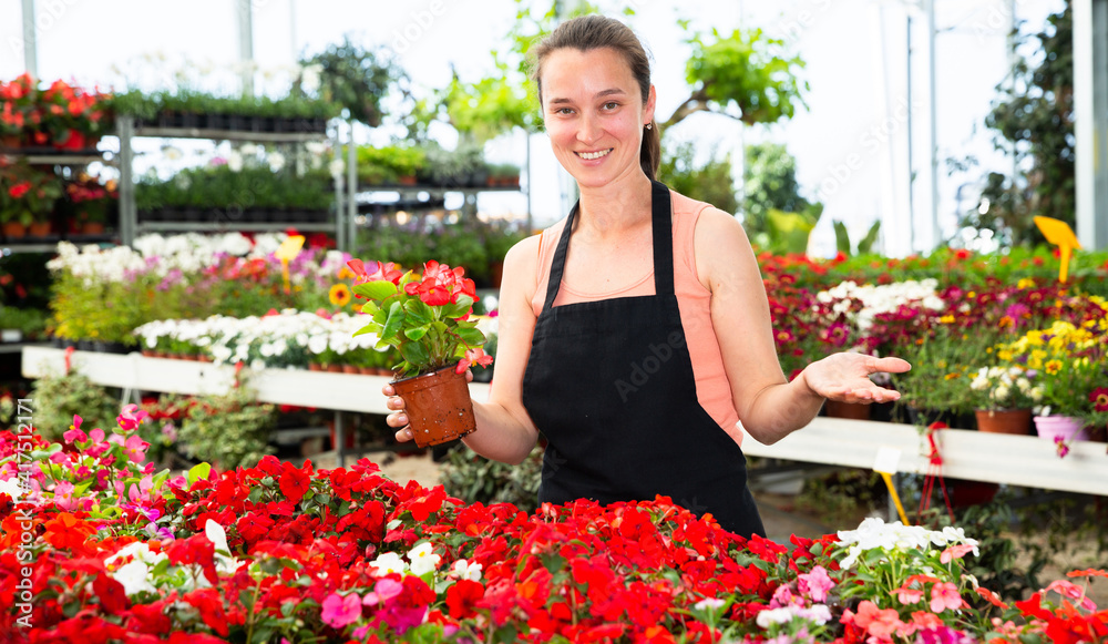 Friendly smiling female florist holding a pot with a begonia plants in the hothouse. High quality photo