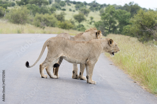 Fototapeta Naklejka Na Ścianę i Meble -  Kruger National Park: two lions blocking the road