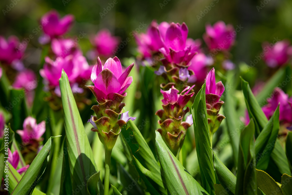 Pink Krachiew flower field, selective focus. Pink Krachiew flower field, selective focus.