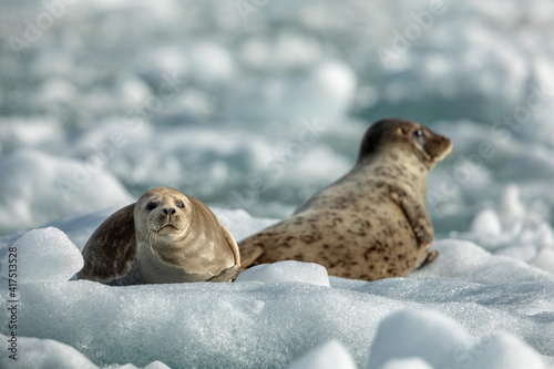 Fototapeta Naklejka Na Ścianę i Meble -  USA, Alaska, South Sawyer - Fords Terror Wilderness, Harbor Seals resting on icebergs calved from South Sawyer Glacier in Tracy Arm