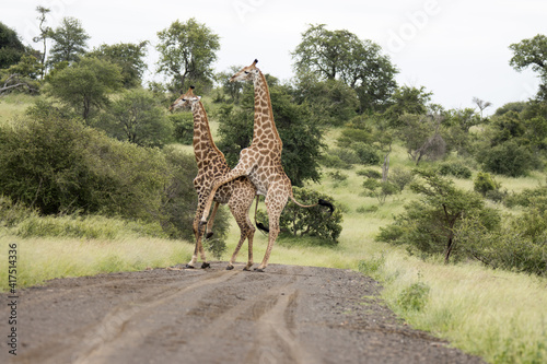 Kruger National Park: giraffe mating