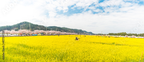 삼척 유채꽃축제 파노라마 풍경 © sigint