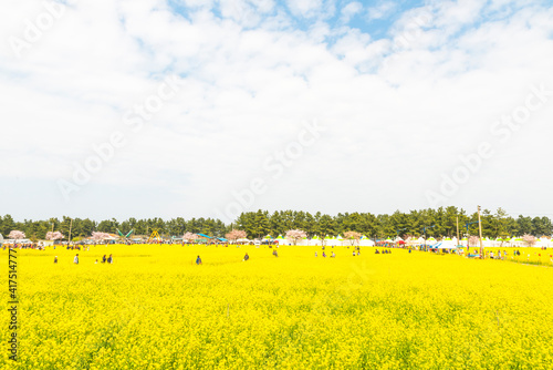 Fototapeta Naklejka Na Ścianę i Meble -  삼척 맹방유채꽃축제 풍경
