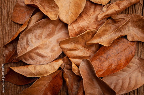 closeup nature view of dry leaves background and dark tone