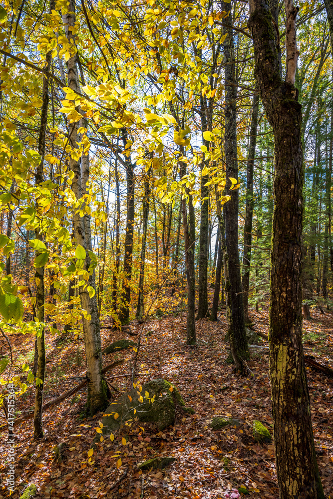 Deciduous autumn forest with young yellowed trees and fallen leaves are penetrated by the rays of the sun