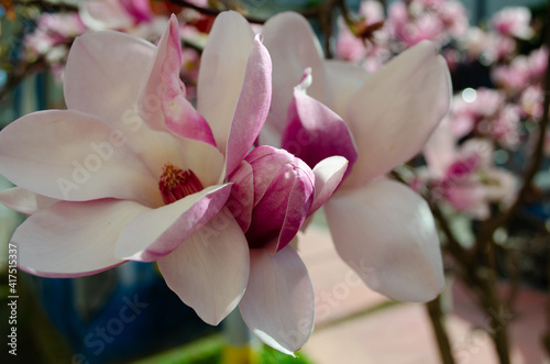 Beautiful pink Magnolia soulangeana flowers on a tree. Blooming Magnolia Tulip Tree.Blooming beautiful pink magnolia in spring. Magnolia soulangeana close-up. photo