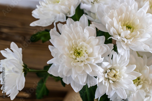 White chrysanthemum flowers on wooden background