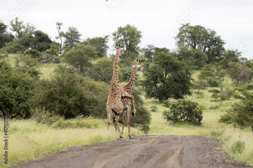 Photography Kruger National Park: giraffe mating