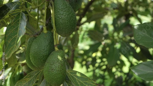 Avocados in their tree in an ecological farm in Spain, close up shot photo