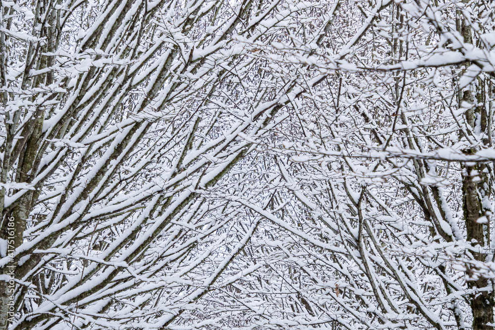 leafless branches from the trees on both sides of the road covered with snow in a cold morning leafless branches from the trees on both sides of the road covered with snow in a cold morning