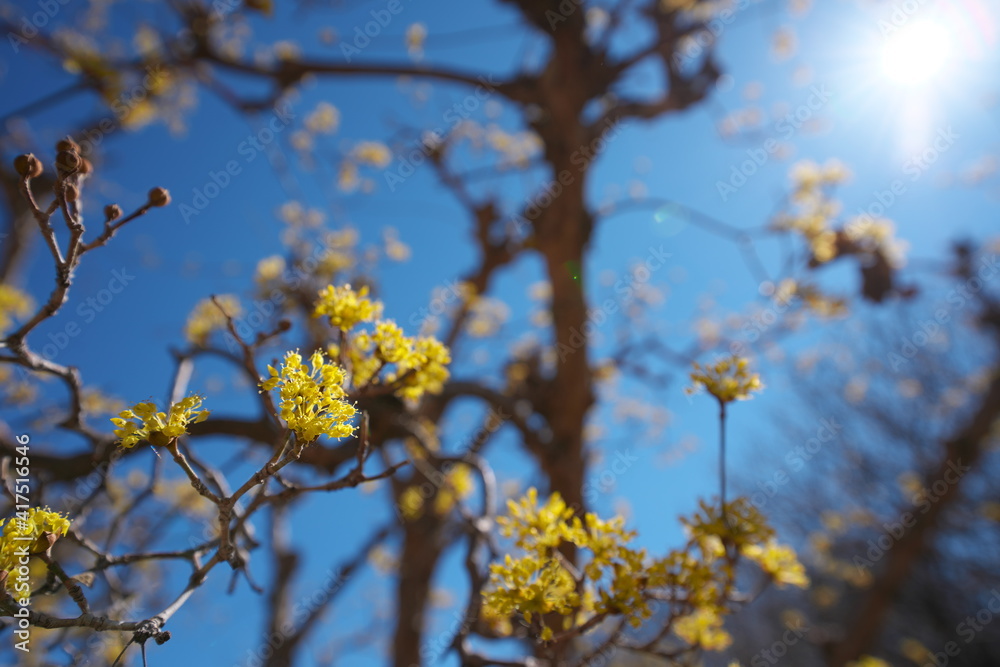春の訪れを知らせる梅の開花 春の訪れを知らせる梅の開花
