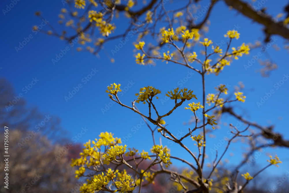 春の訪れを知らせる梅の開花 春の訪れを知らせる梅の開花