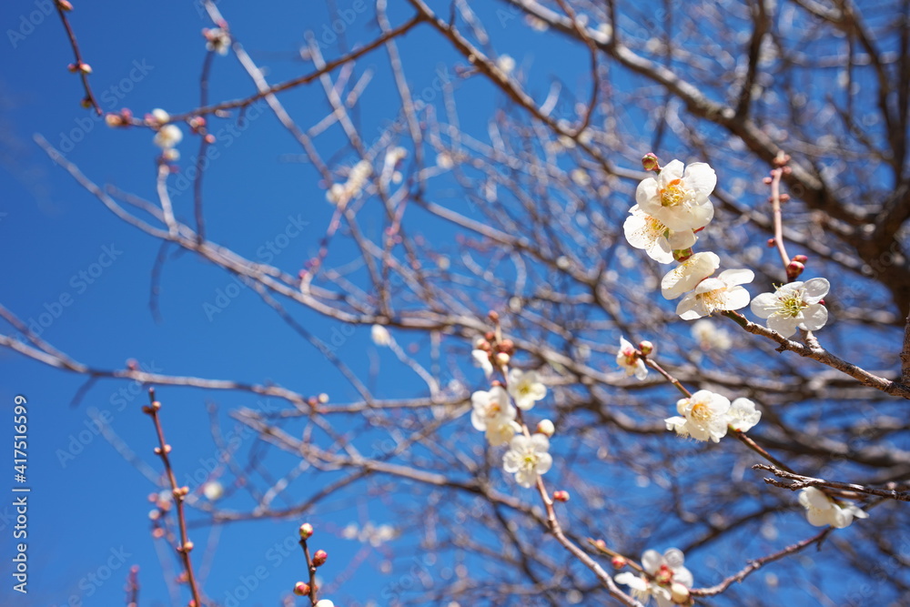 春の訪れを知らせる梅の開花 春の訪れを知らせる梅の開花