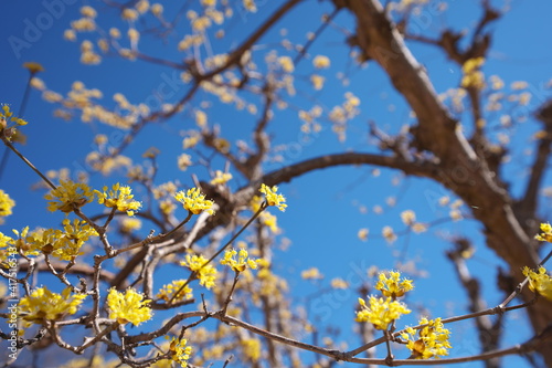 春の訪れを知らせる梅の開花