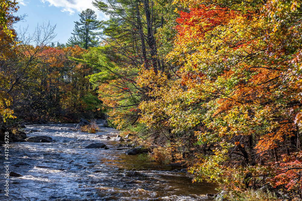Landscape with a mountain river surrounded by colorful autumn maples in sunlight in New England