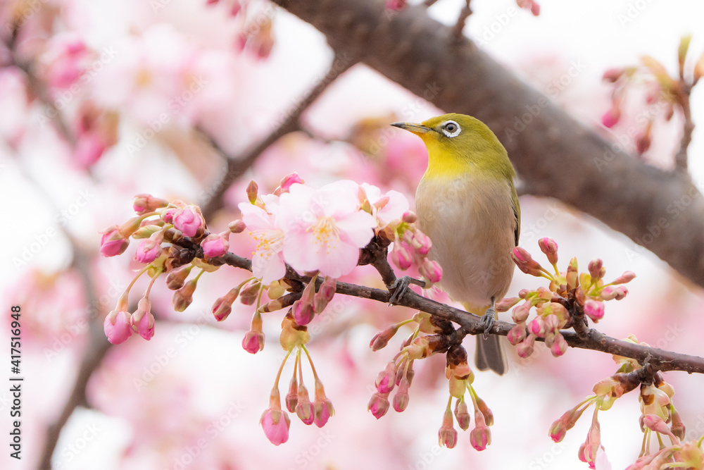 桜とメジロ 桜とメジロ