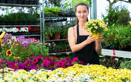 Skilled florist woman engaged in cultivation of plants of argyranthemum in greenhouse. High quality photo