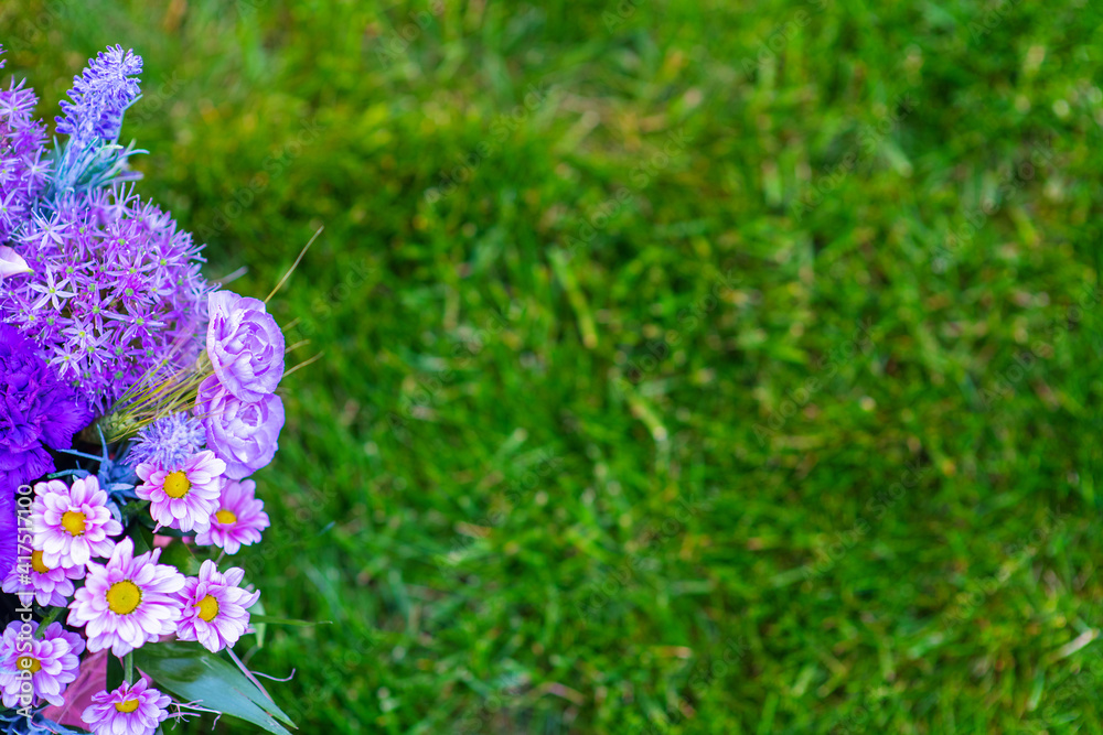 Bright purple and pink flowers on a green grass background Bright purple and pink flowers on a green grass background