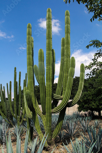 cactus  photo