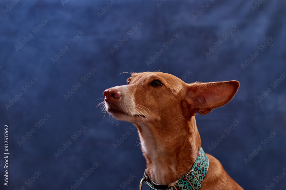dog posing with a blue background and playing