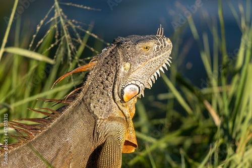 Disparo de enfoque selectivo de una iguana en pastizales