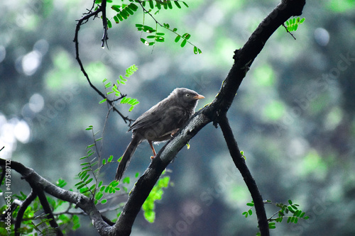 sparrow on a branch