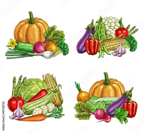 Fresh farm vegetable vector sketches of garden veggie food. Ripe tomato, carrot, chilli and bell peppers, broccoli, onion, garlic and zucchini, radish, cauliflower, asparagus, green and napa cabbage