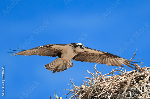 The osprey Pandion haliaetus (Osprey). Abductor. Eagle flying.The osprey. Pandion haliaetus (Osprey). Raptor. Eagle flying. Eagle flies, fly, wings..The osprey. Pandion haliaetus (Osprey). Raptor. Eag photo