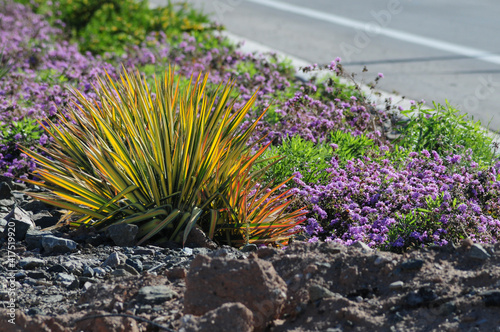 Canvastavla Roadside xeriscape with desert plants and purple flowering groundcover, illustra