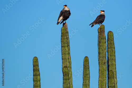 Caracara, Quelele or Bearded Vulture, is a genus of birds of prey in the family Falconidae, native to most of America..(Photo: LuisGutierrez / NortePhoto)..