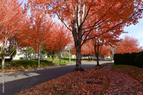 Fallen maple leaves on the ground in Bothell, Washington, USA.