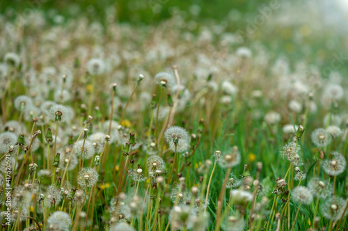 Soft fluffy dandelions in the sunlight on a blue toned background. Beautiful spring nature. Selective focus