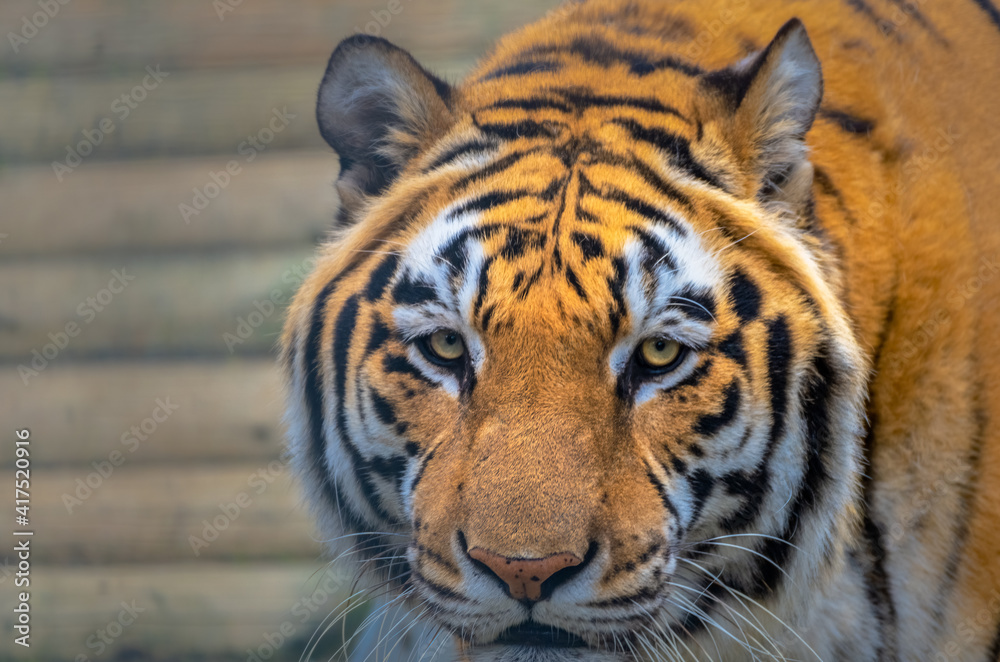 Naklejka premium 2021-02-19 CLOSE UP HEAD SHOT OF A SIBERIAN TIGER CLOSE UP HEAD SHOT
