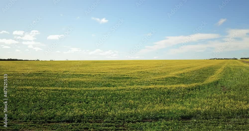 Yellow Flower Of Rapeseeds In The Fields With A Wooden Windmill Near Esperance, Western Australia. - aerial pullback Yellow Flower Of Rapeseeds In The Fields With A Wooden Windmill Near Esperance, Western Australia. - aerial pullback