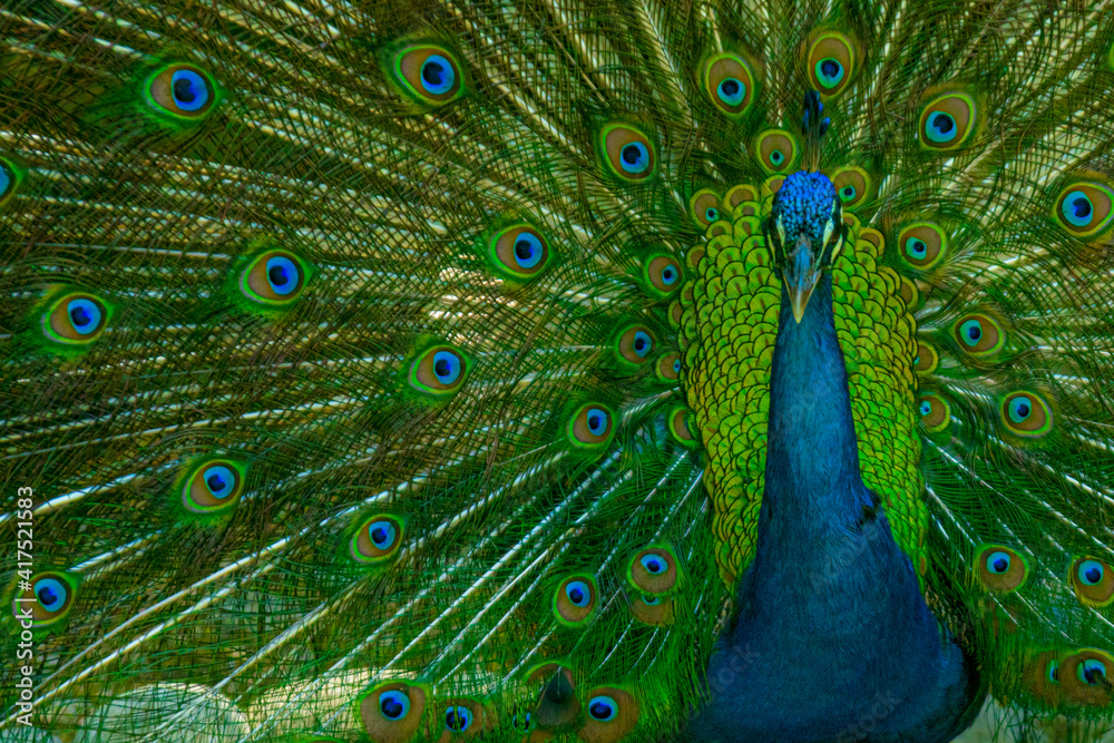 Fototapeta premium Los ojos del pavorreal